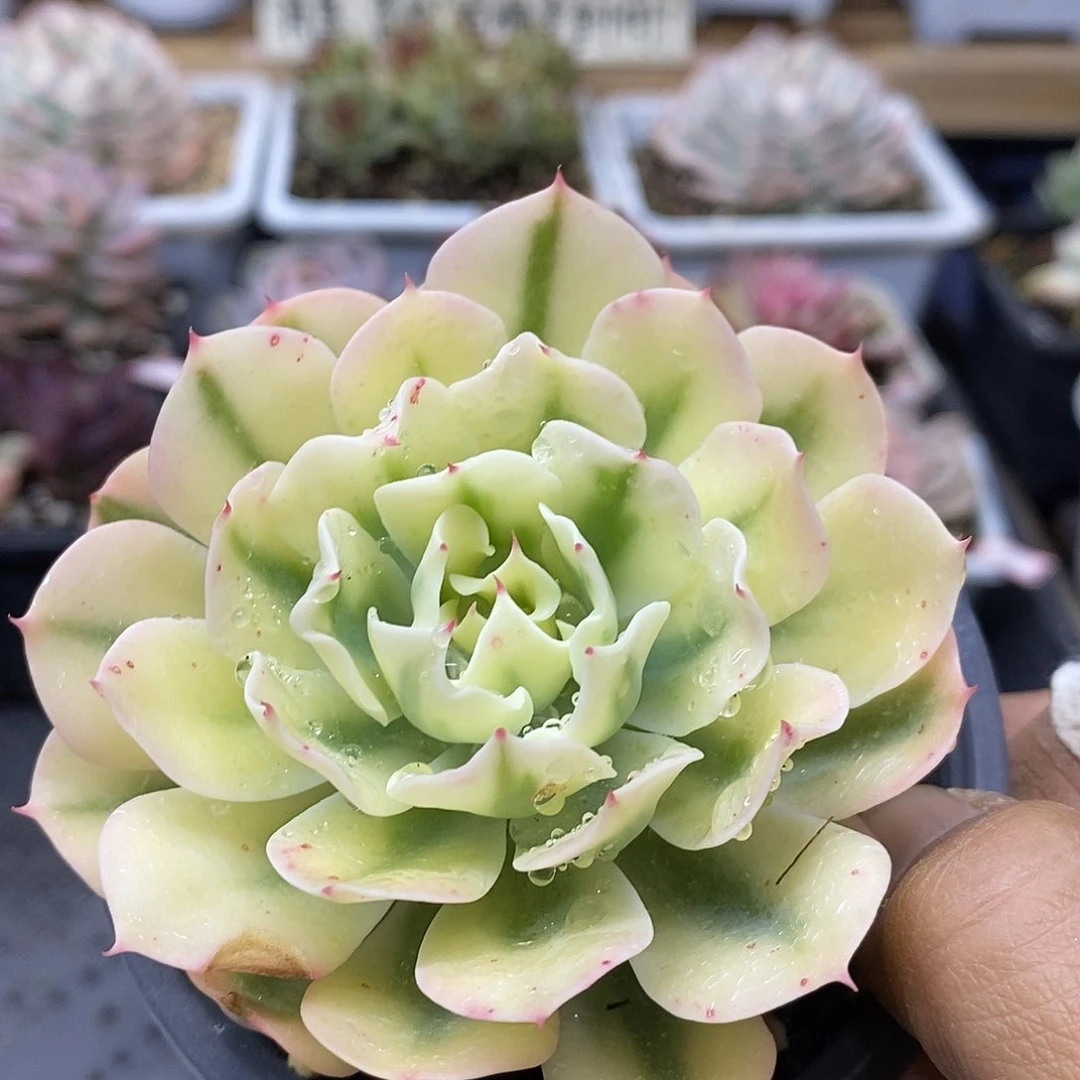 17154 海啸覆轮锦