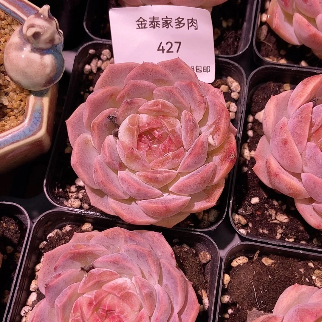 金泰家多肉，427梦幻泡影