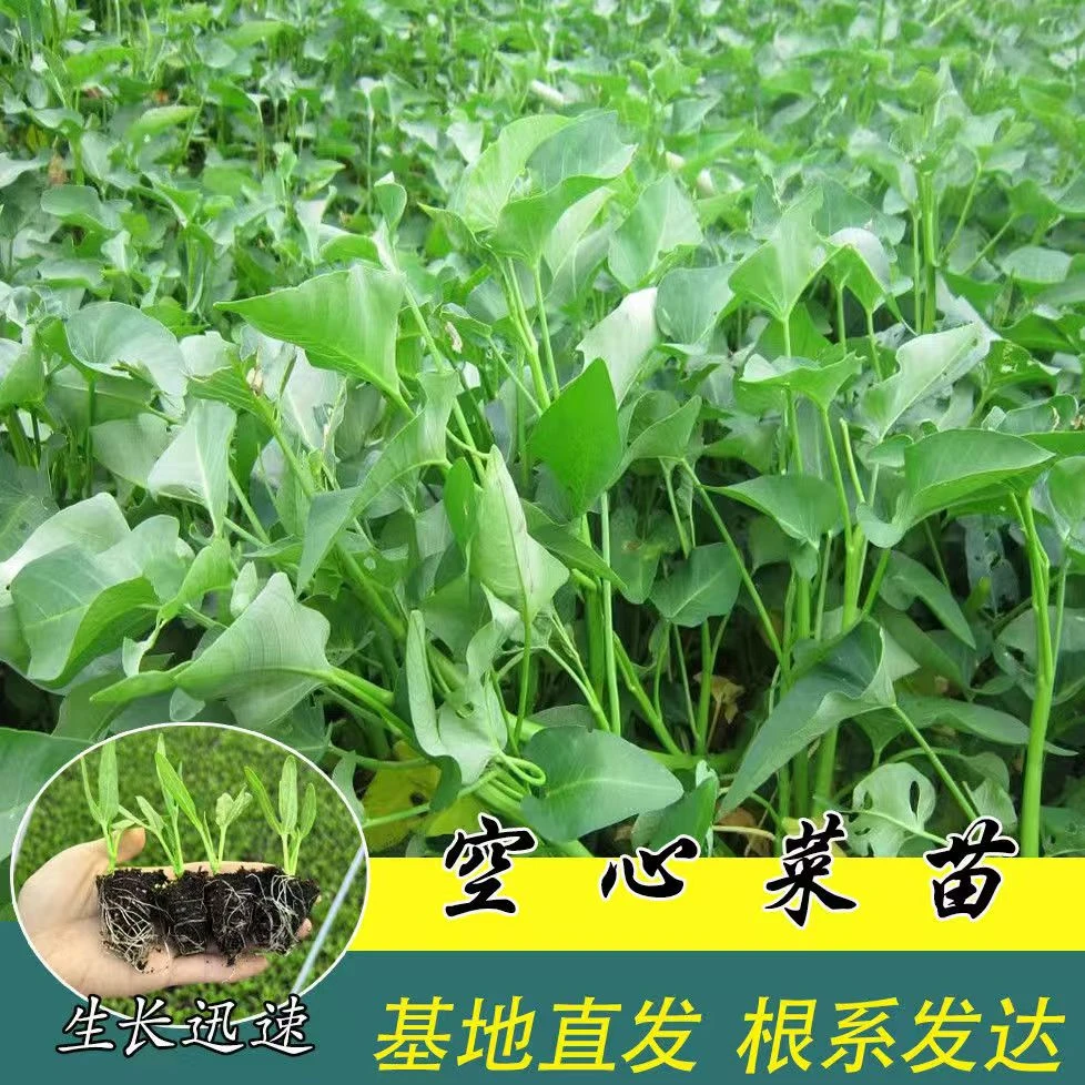 正宗高产耐热耐寒空心菜辣椒秧苗三叉空心菜大叶带土阳台庭院盆栽
