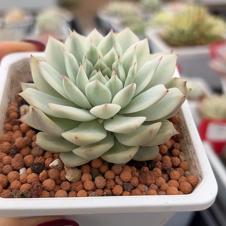 To锦多肉植物单头