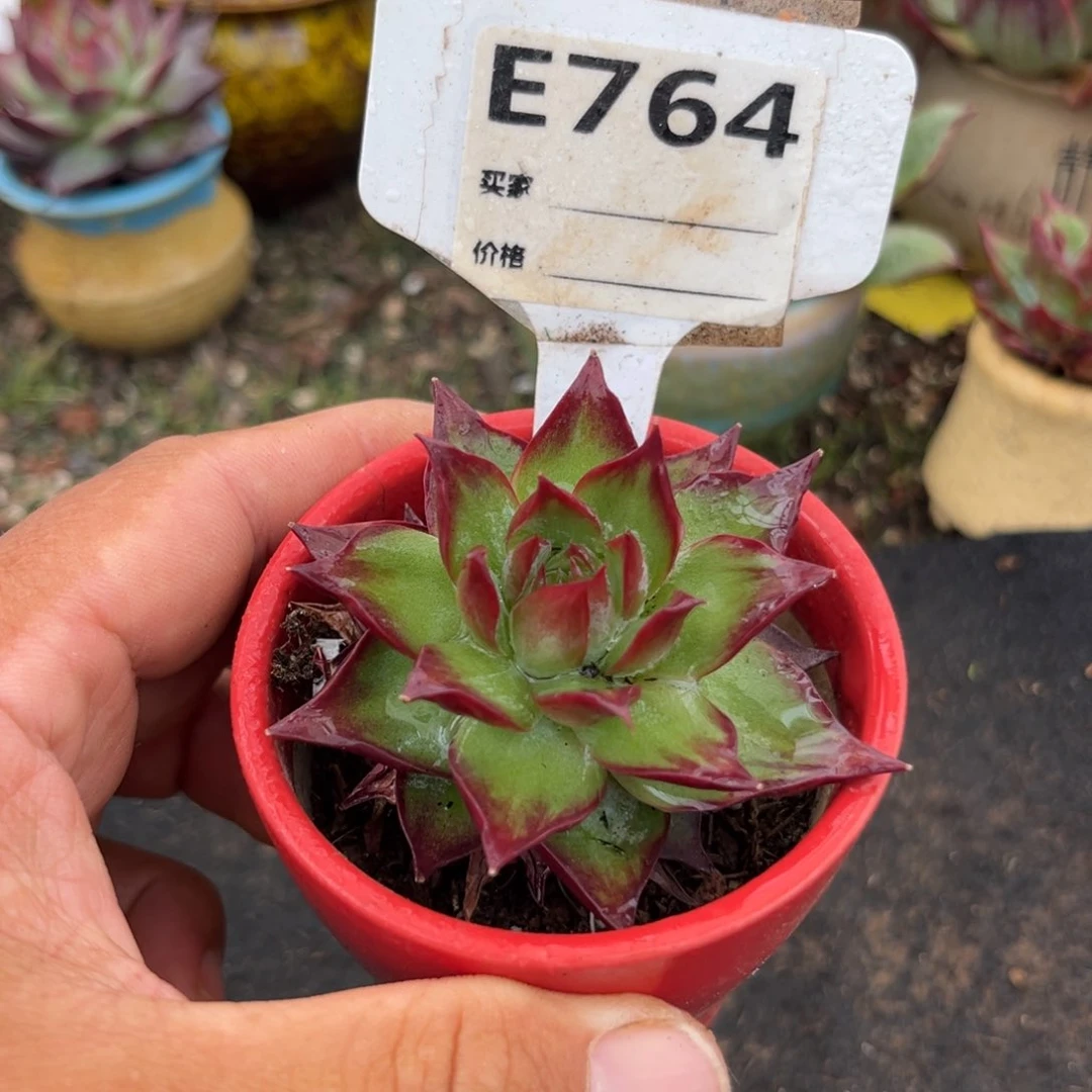 惊鸿仙子多肉植物764