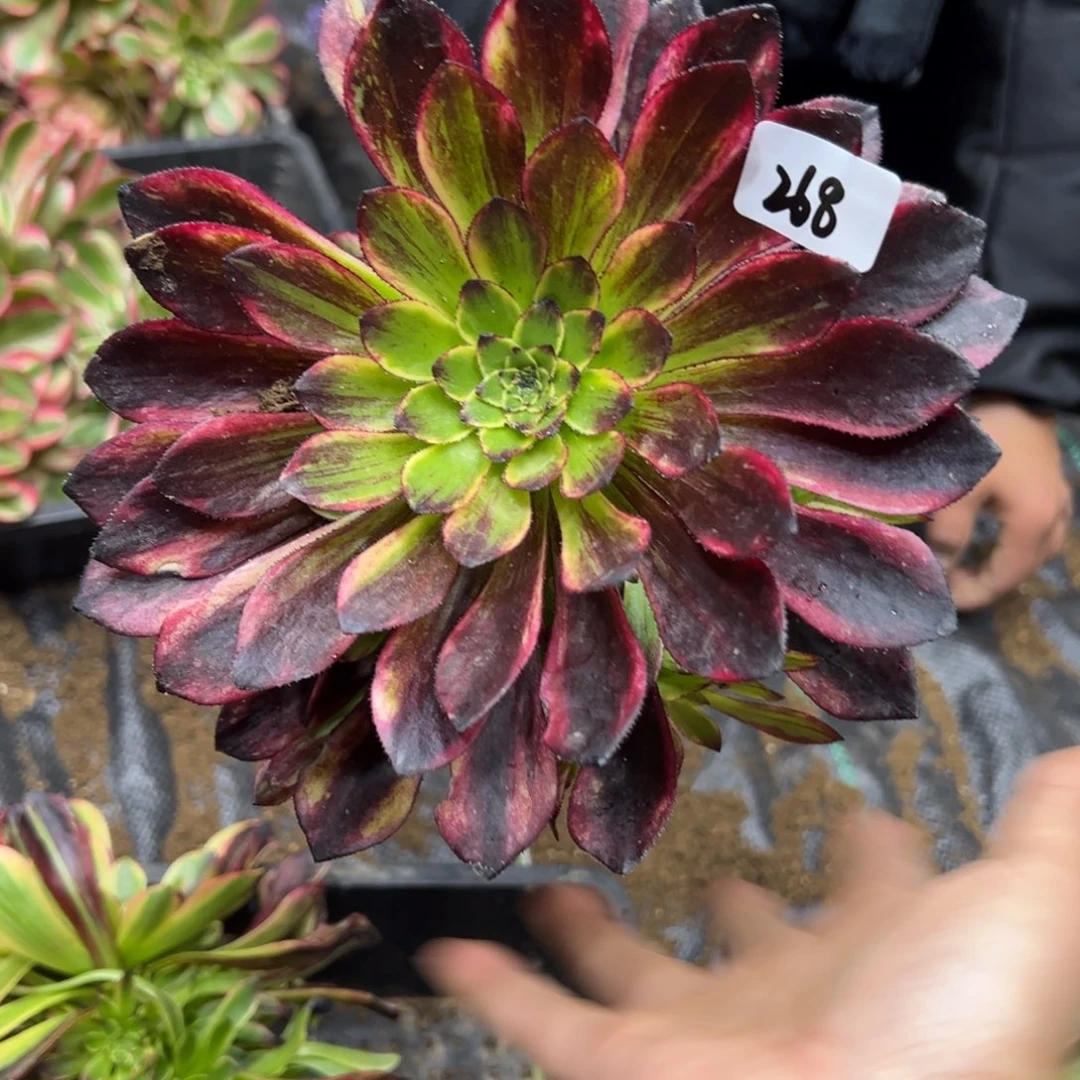 268莫兰迪多肉一颗 48