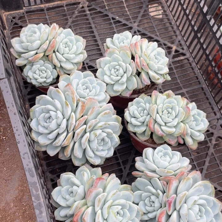 冰玉三天量拍满20包邮脱土发货