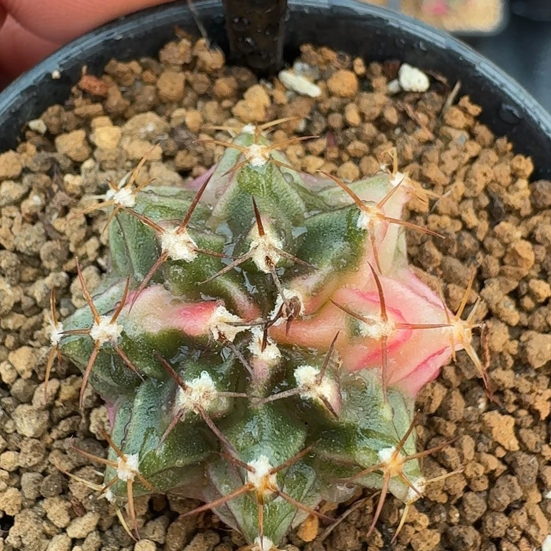 米哈实生自然锦原盆发06