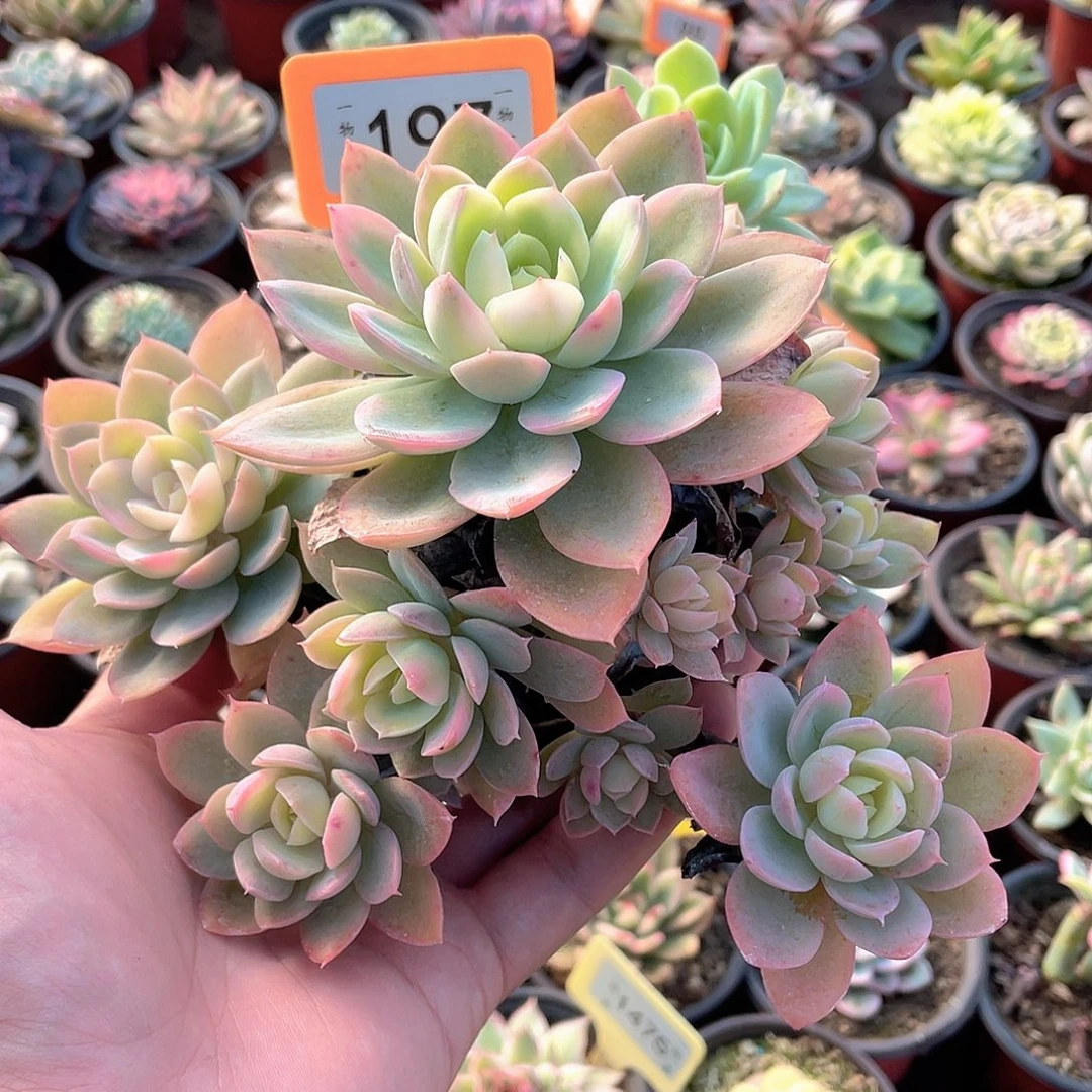 不包断枝197号多肉