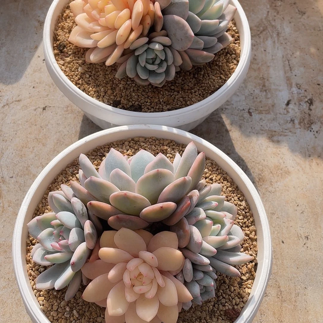 乐***哈多肉植物福力链接