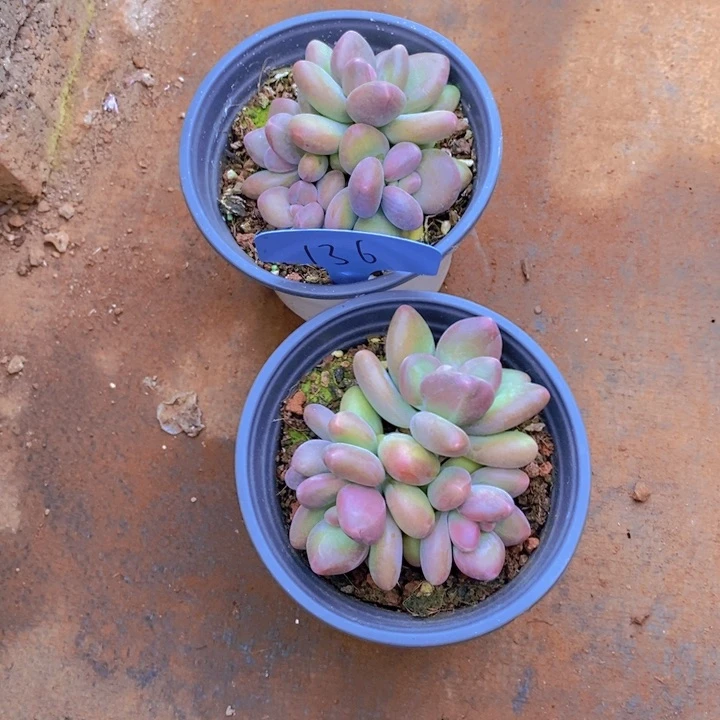 罗**辰这些是因为他们没有