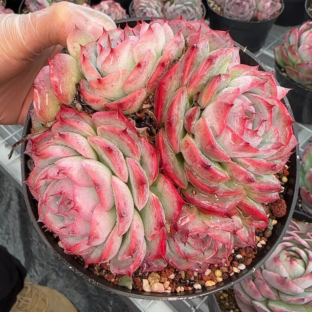 从前慢花园精选侧影