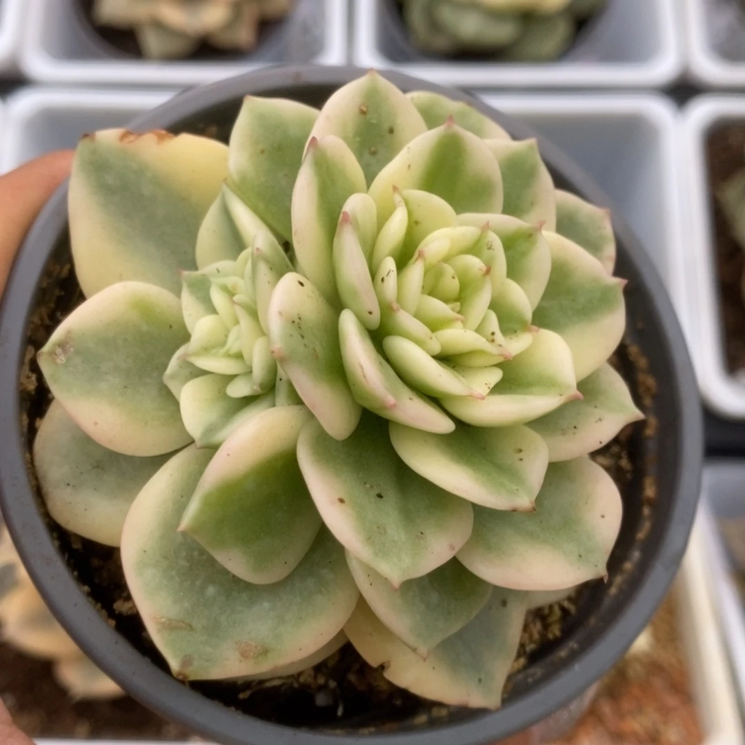094蜡牡丹锦锦锦锦锦锦