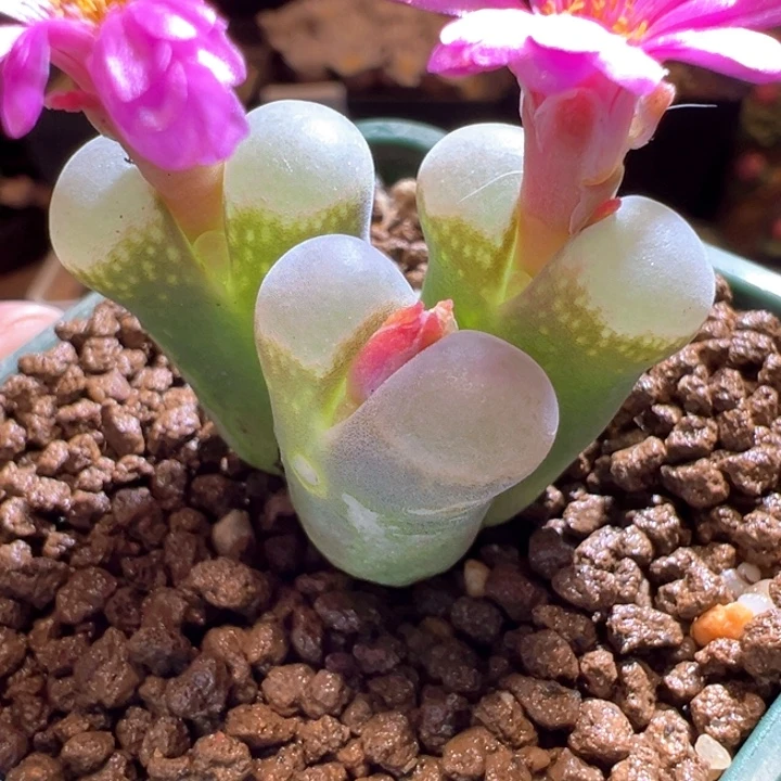 623。四年b23。白窗干疤福利。