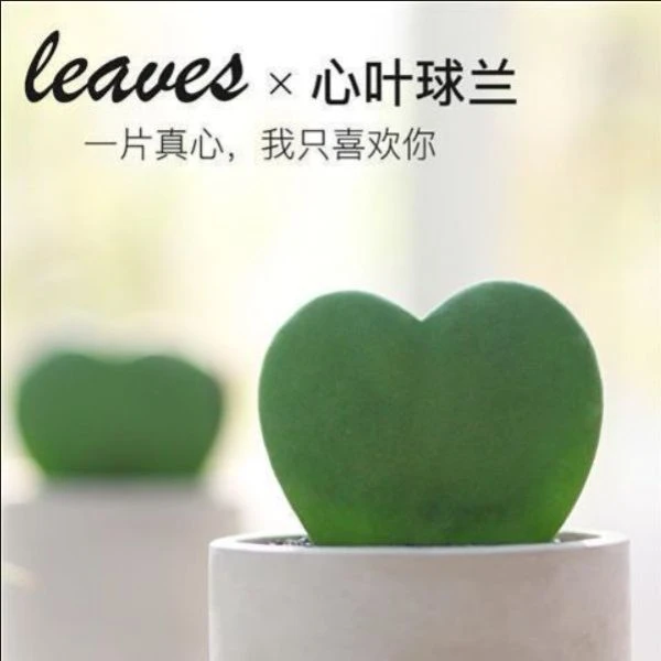蛋黄苏一片心心叶球兰盆栽多肉植物花卉爱情桌面趣味爱心肉肉