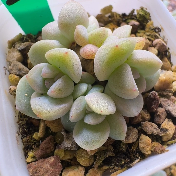 26号冰玉七头自然群一物一拍