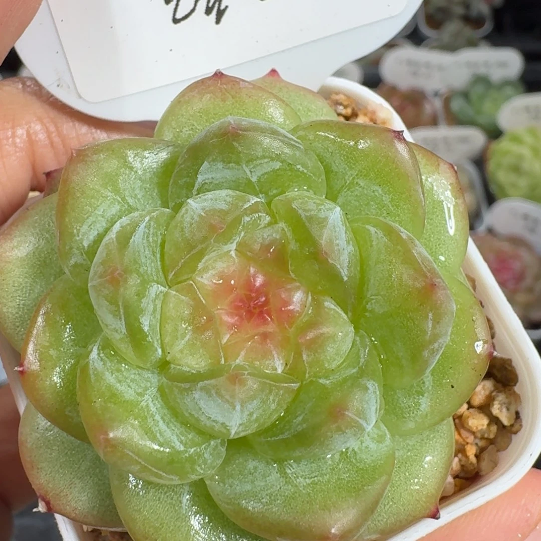 0925-082-芳草混单头