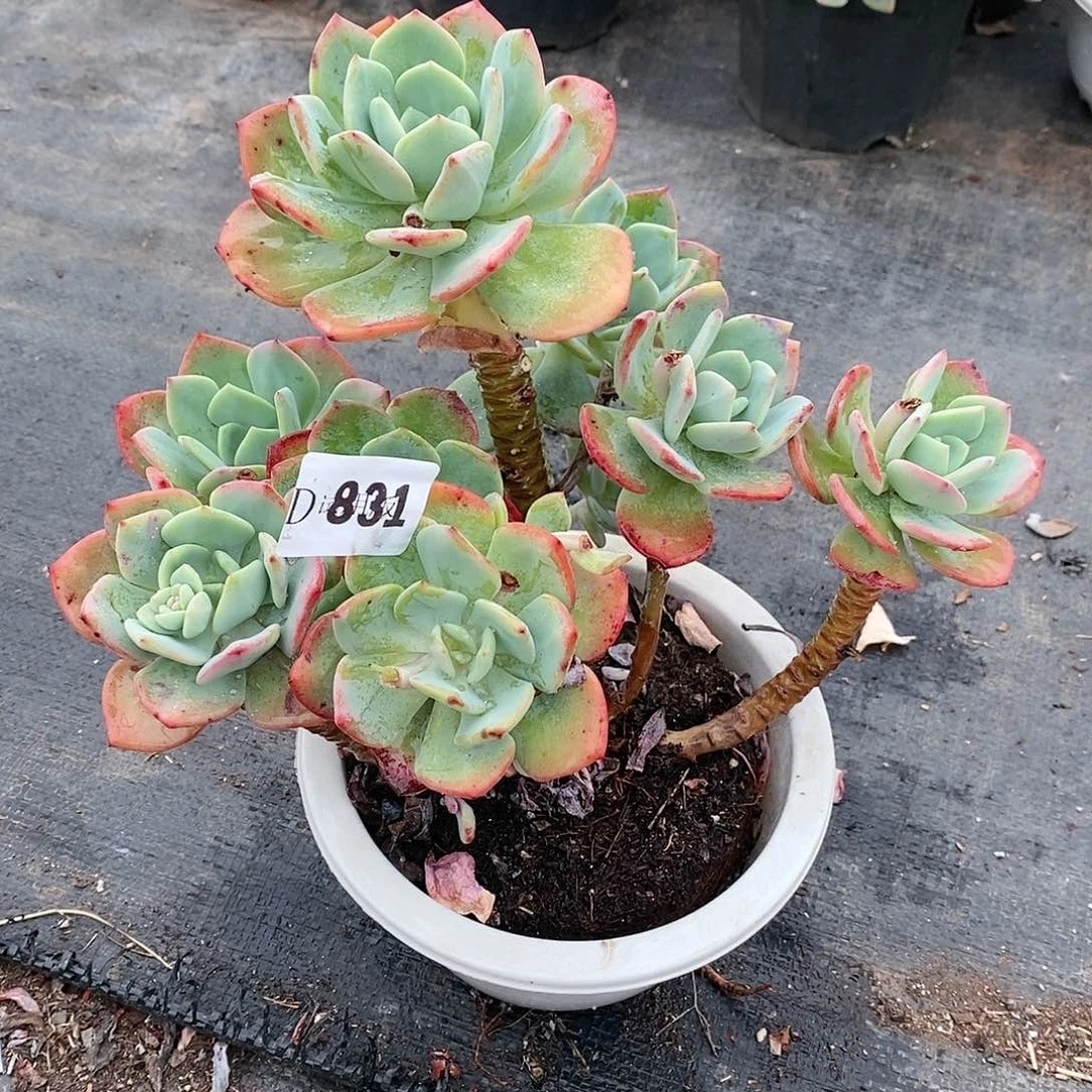 栩**生831白月光多肉植物