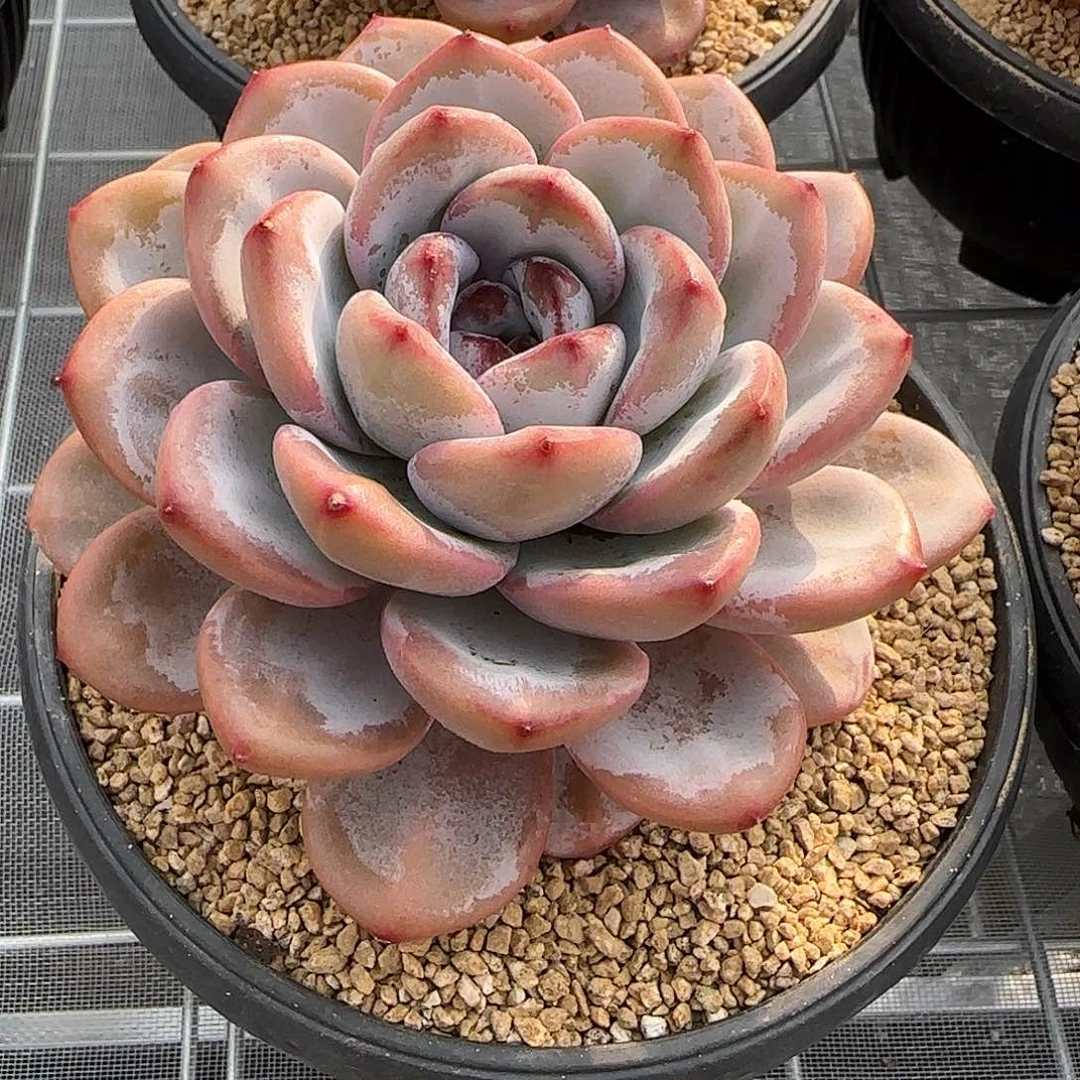 从前慢花园精选星星雪