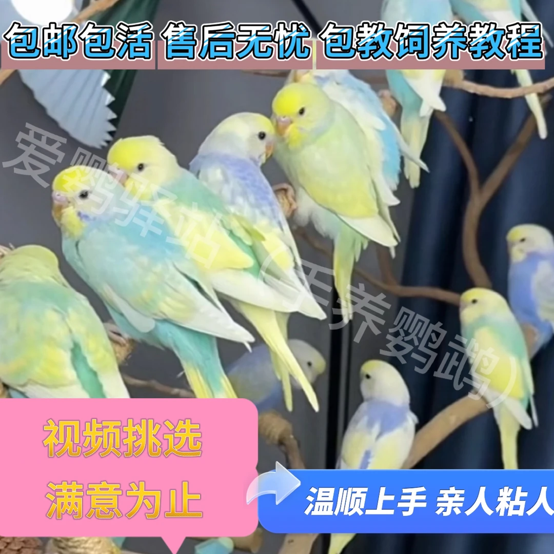 （大头）彩虹特色金彩大头鹦鹉，颜色好看互动性强亲人度高，活体幼鸟