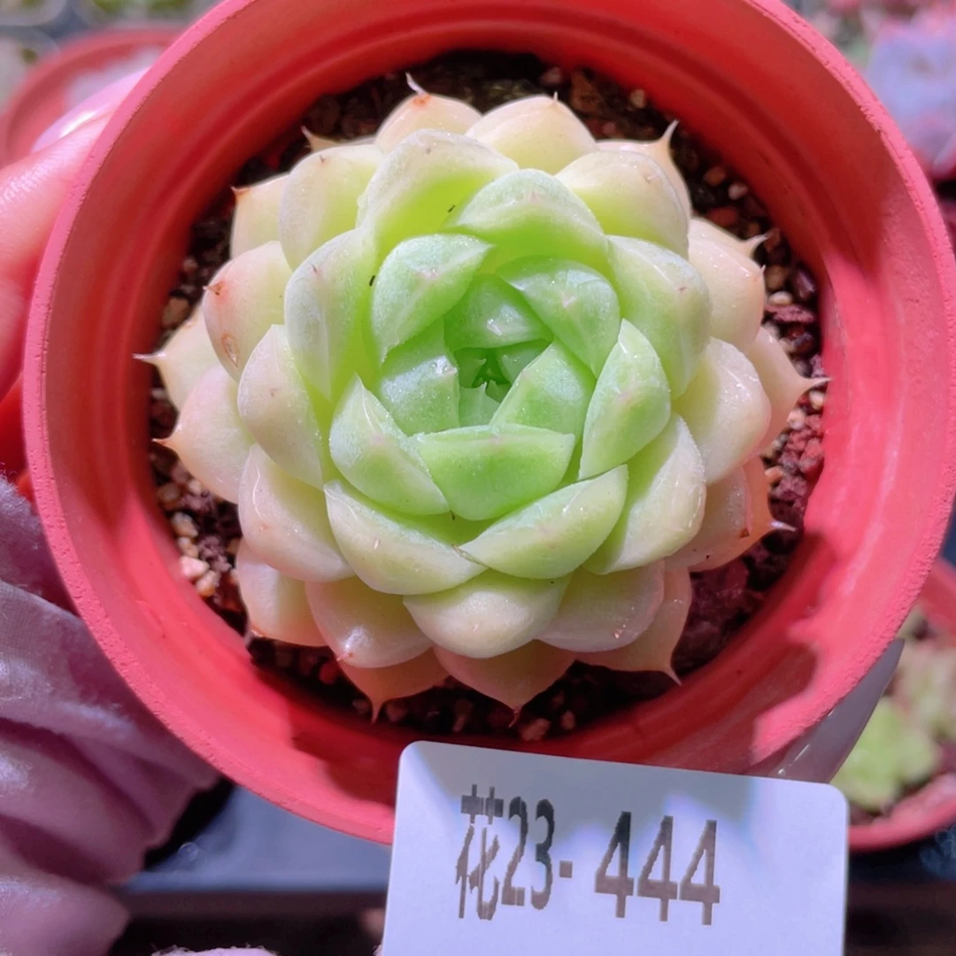 花利美23-444麦秆