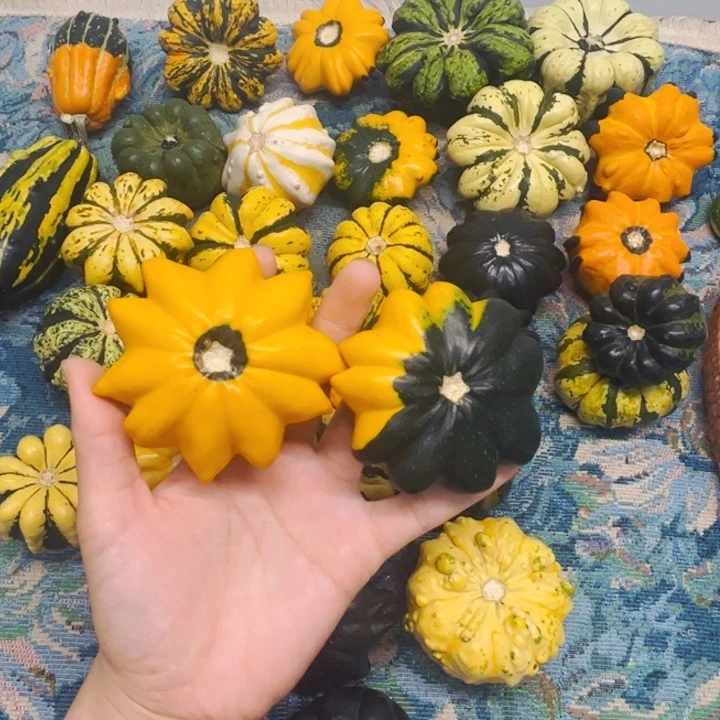 墨西哥葫芦葫芦葫芦