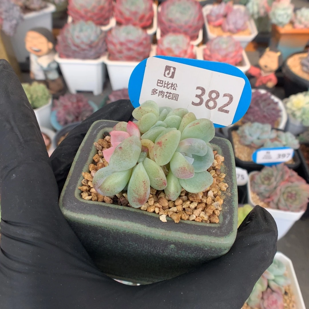 ****白382 冰玉石化粉锦