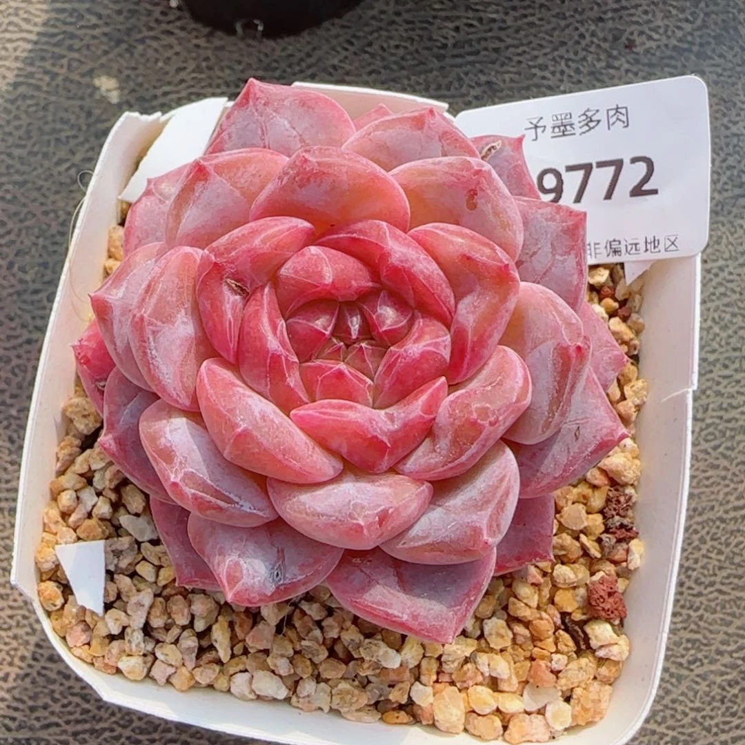 红霞，9772多肉植物