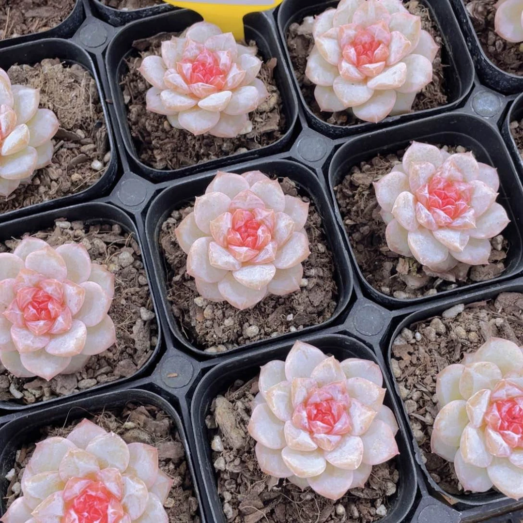 1127号 糖心弗洛伊德单头一个