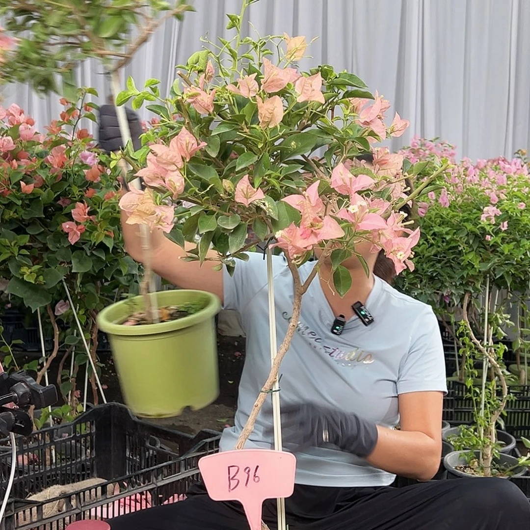 香***菇当前无花栽培后可以开花B96卡雅塔