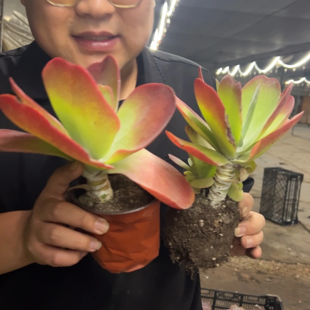 唐印大单头两盆，120杯