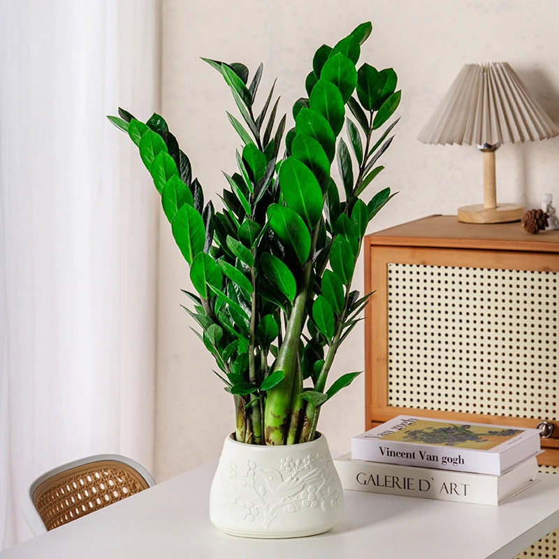 梅花盆金钱树钱串子绿植室内客厅盆栽耐旱植物四季常青