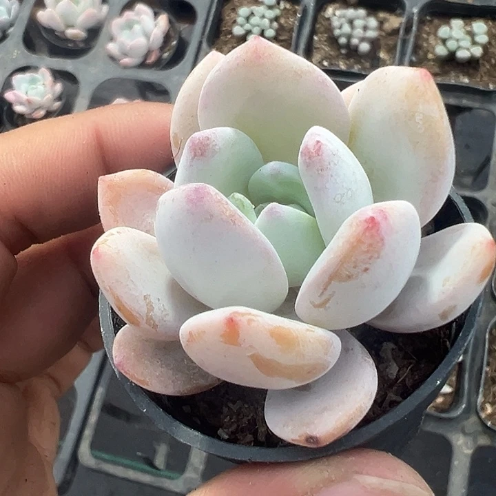 橙梦露精品多肉植物