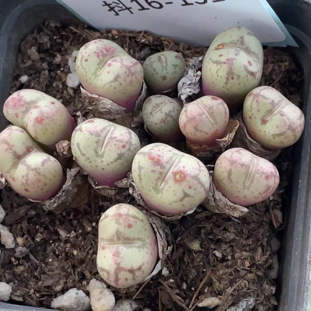 15-151猴多肉植物肉锥