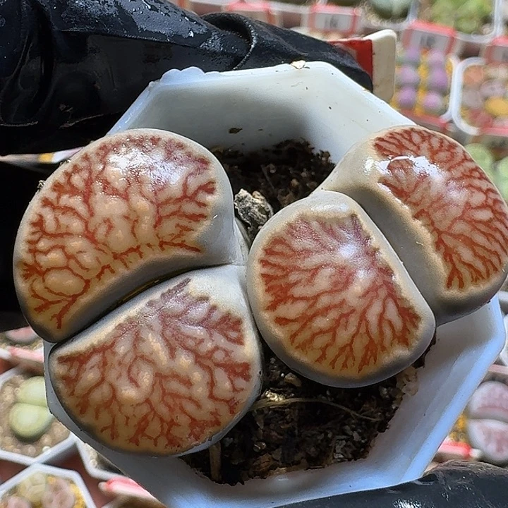 ****·生石花1111111。   167