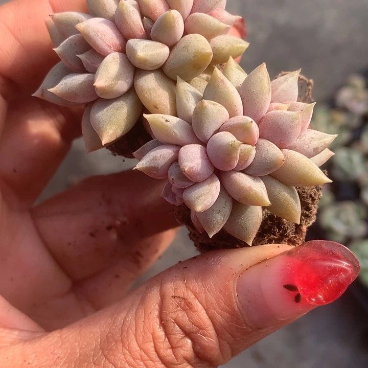 象牙奶群。（满9.99包邮不满9.99发叶子）