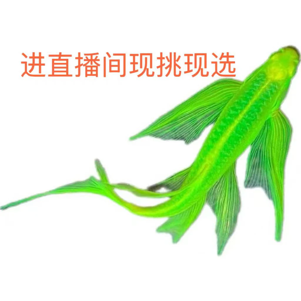 直播间现挑现选，蝶翼斑马鱼