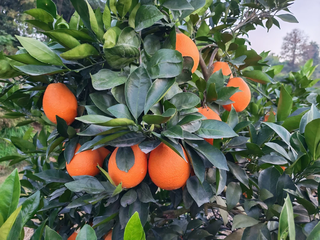 纽荷尔脐橙中小果，现摘现发新鲜水果爆汁无籽鲜甜橙子产地直发