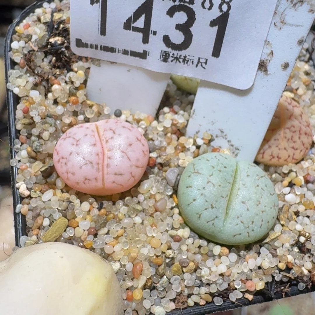 a***aZzzz精品生石花1431