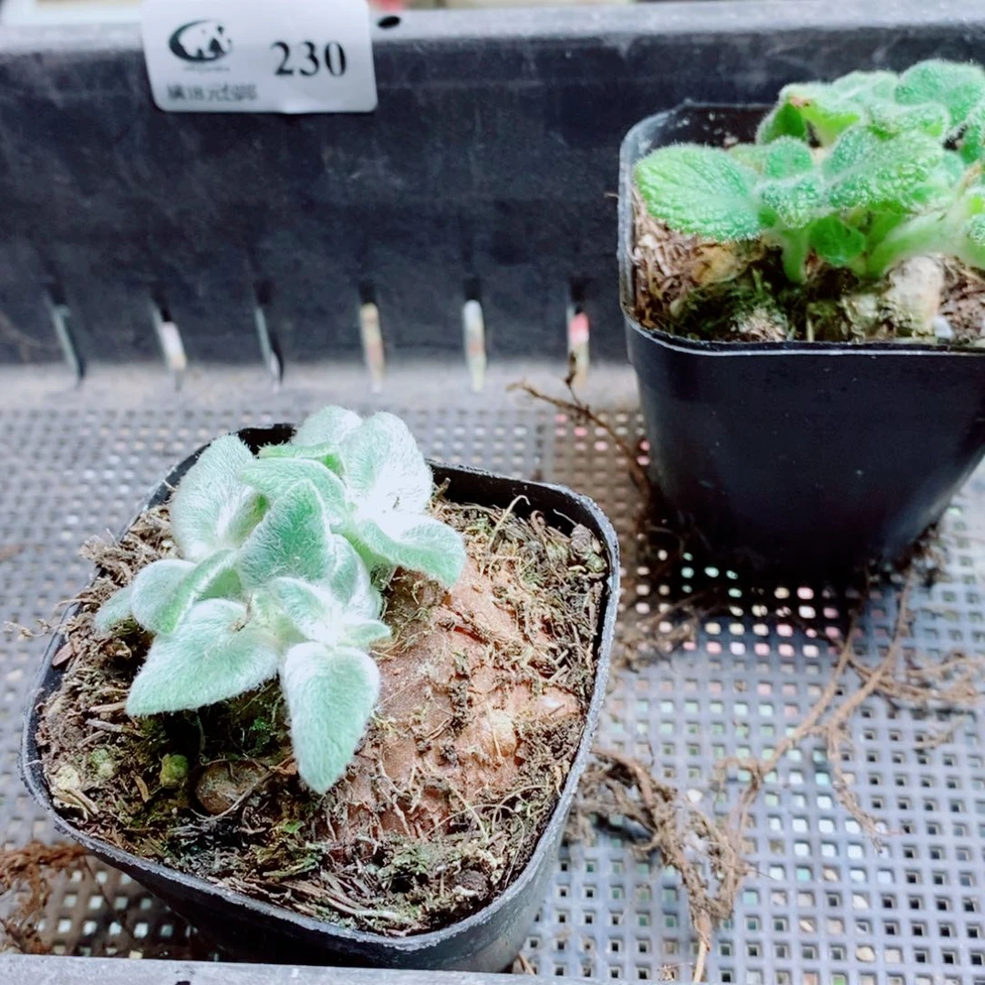 布***4生石花花花花花花花花230