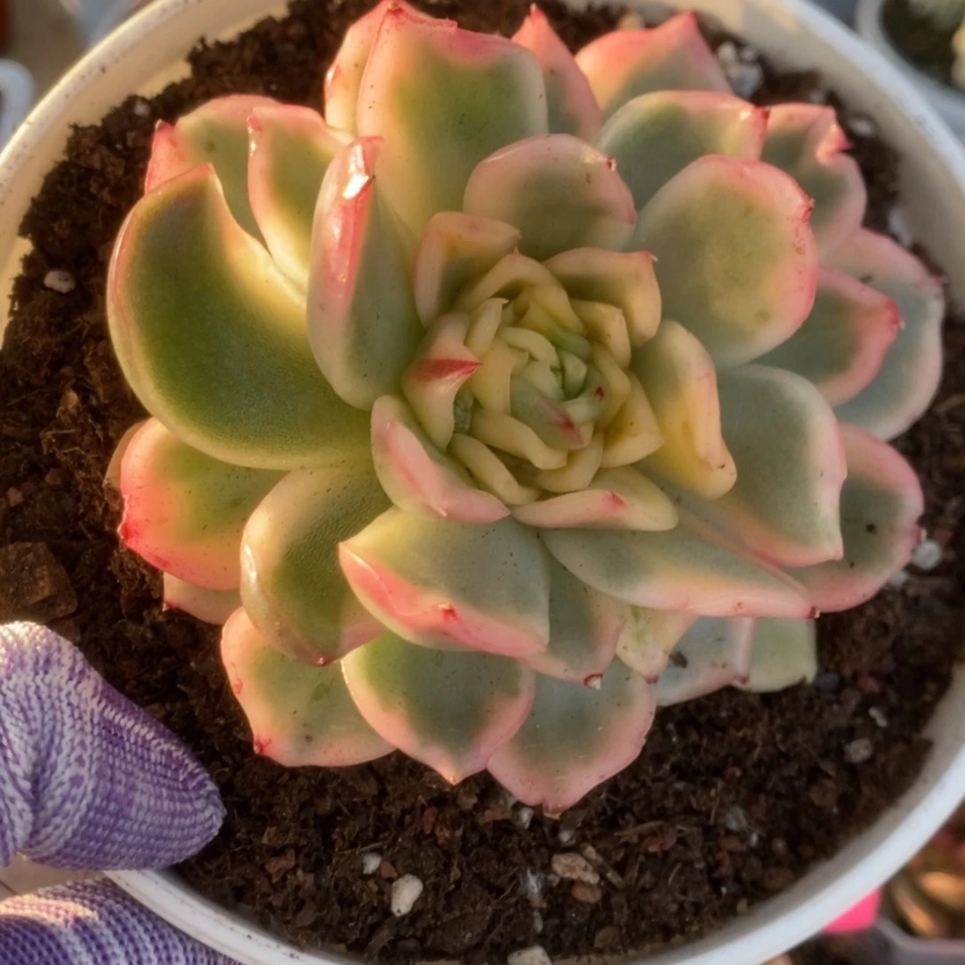 656碧浪叶心全拉要砍