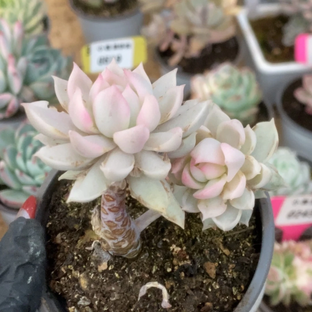 344牡丹冰锦锦锦锦锦