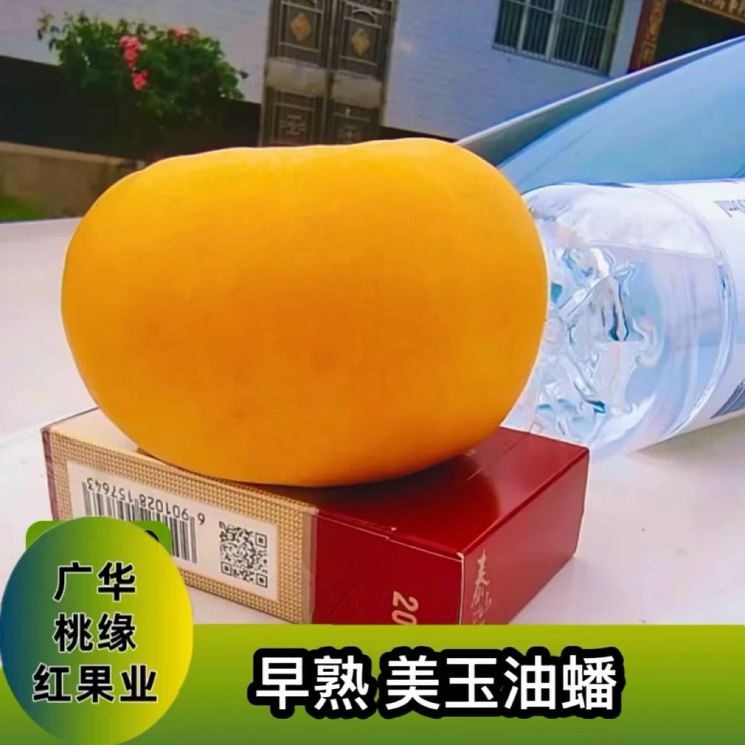 美玉油蟠 秋季落叶后发苗