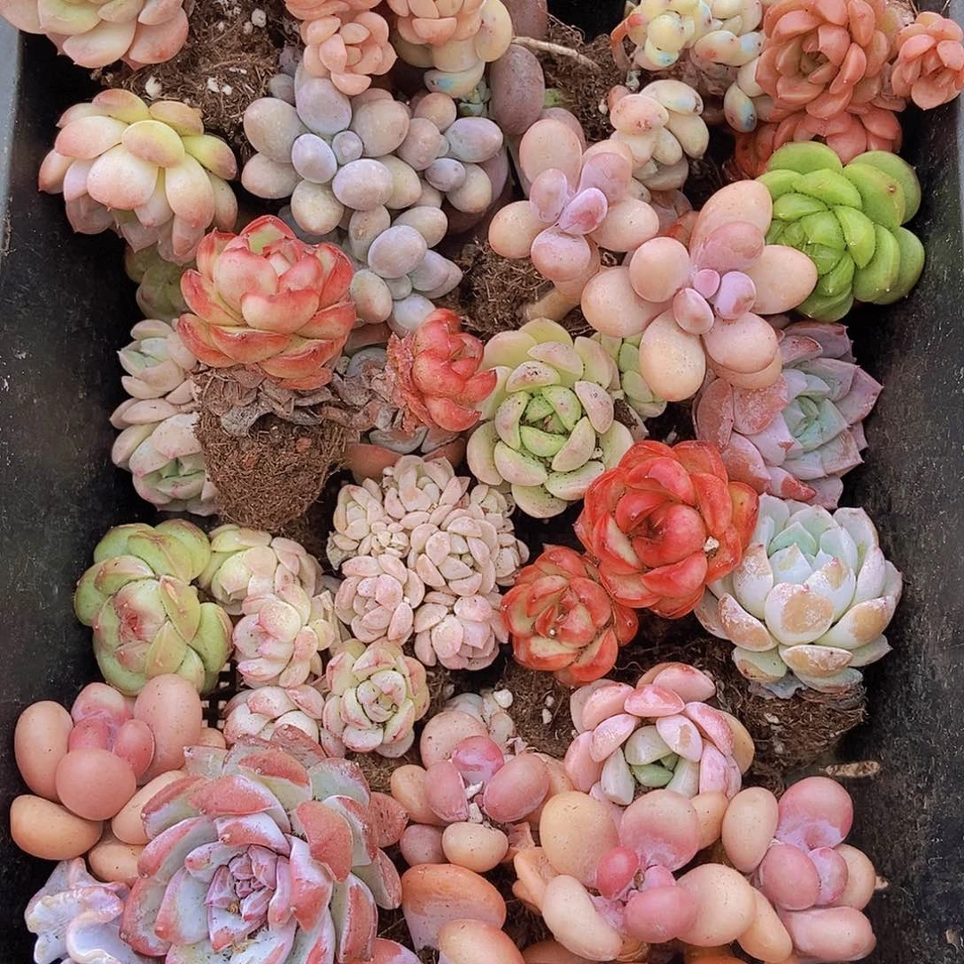 00000000001量拍保底20颗