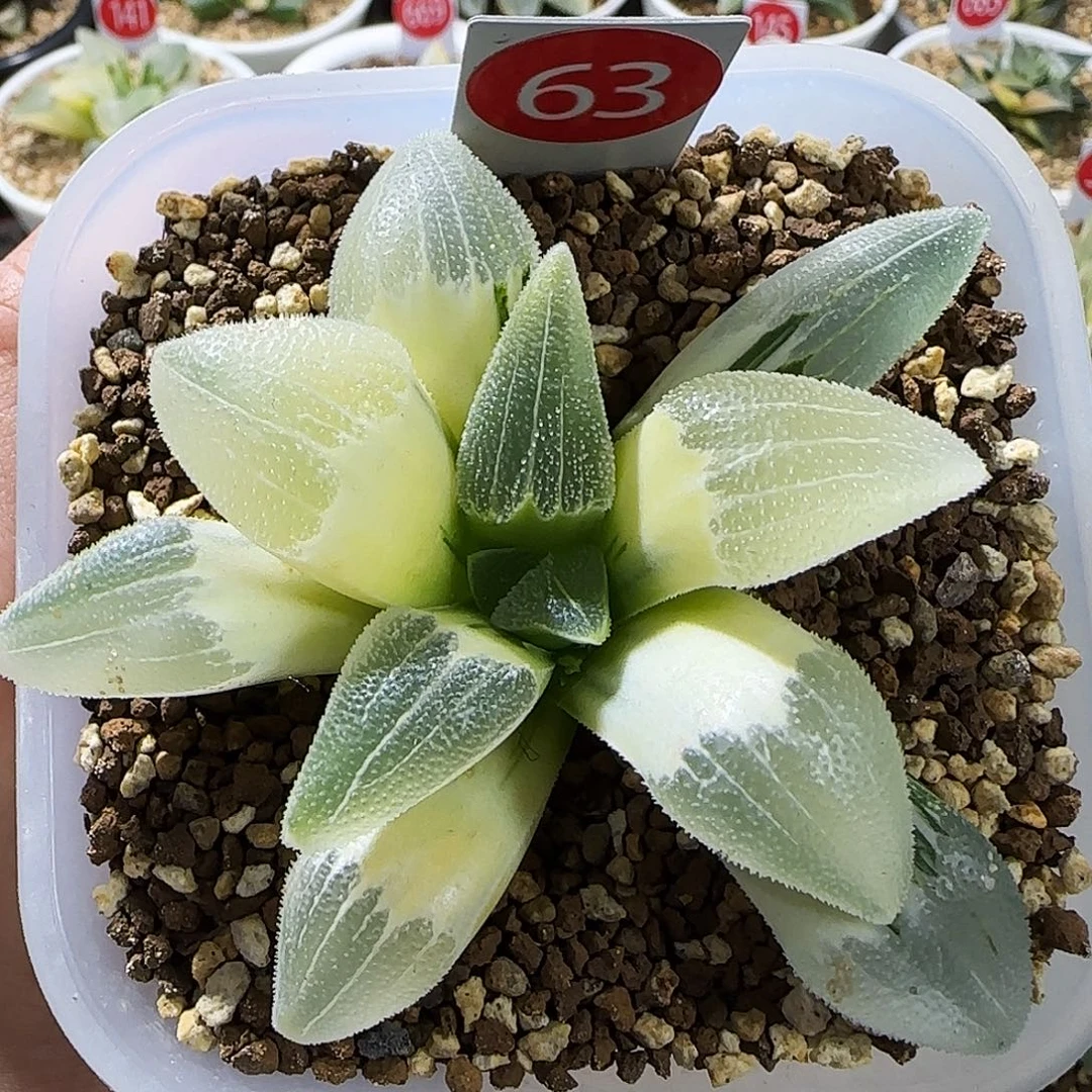 63号糊斑蓝光磨面锦8.3左右一物一拍带盆土