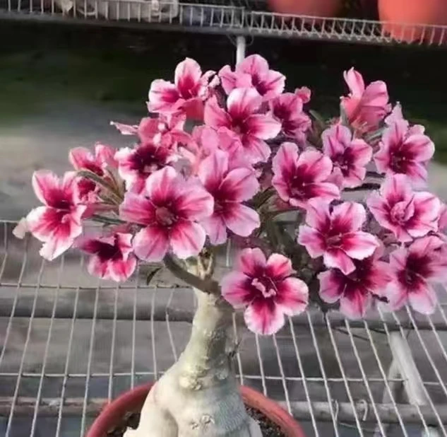 沙漠玫瑰【小燕子】5年苗北欧盆室内室外阳台茶桌办公桌好养易活