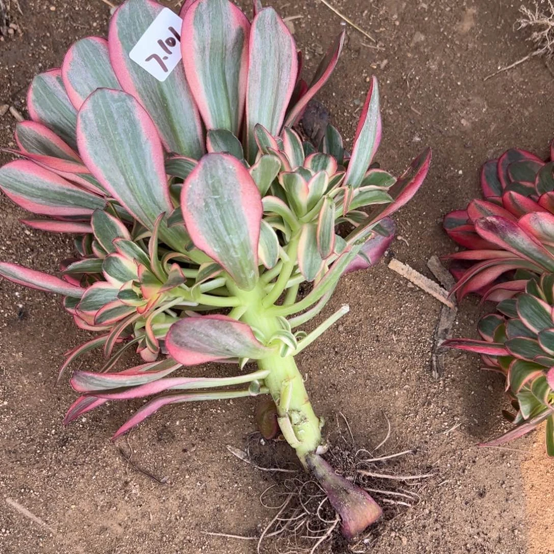 可*101魅金玫瑰锦多肉多肉