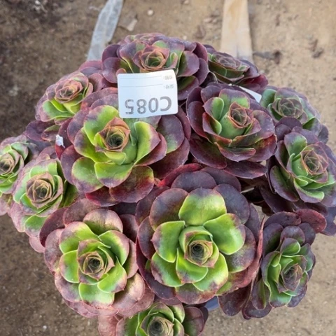 多肉植物魅金玫瑰