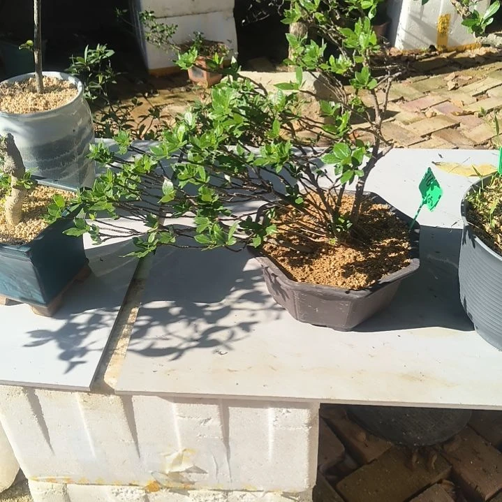 香***儿无花朵海岛栀子花