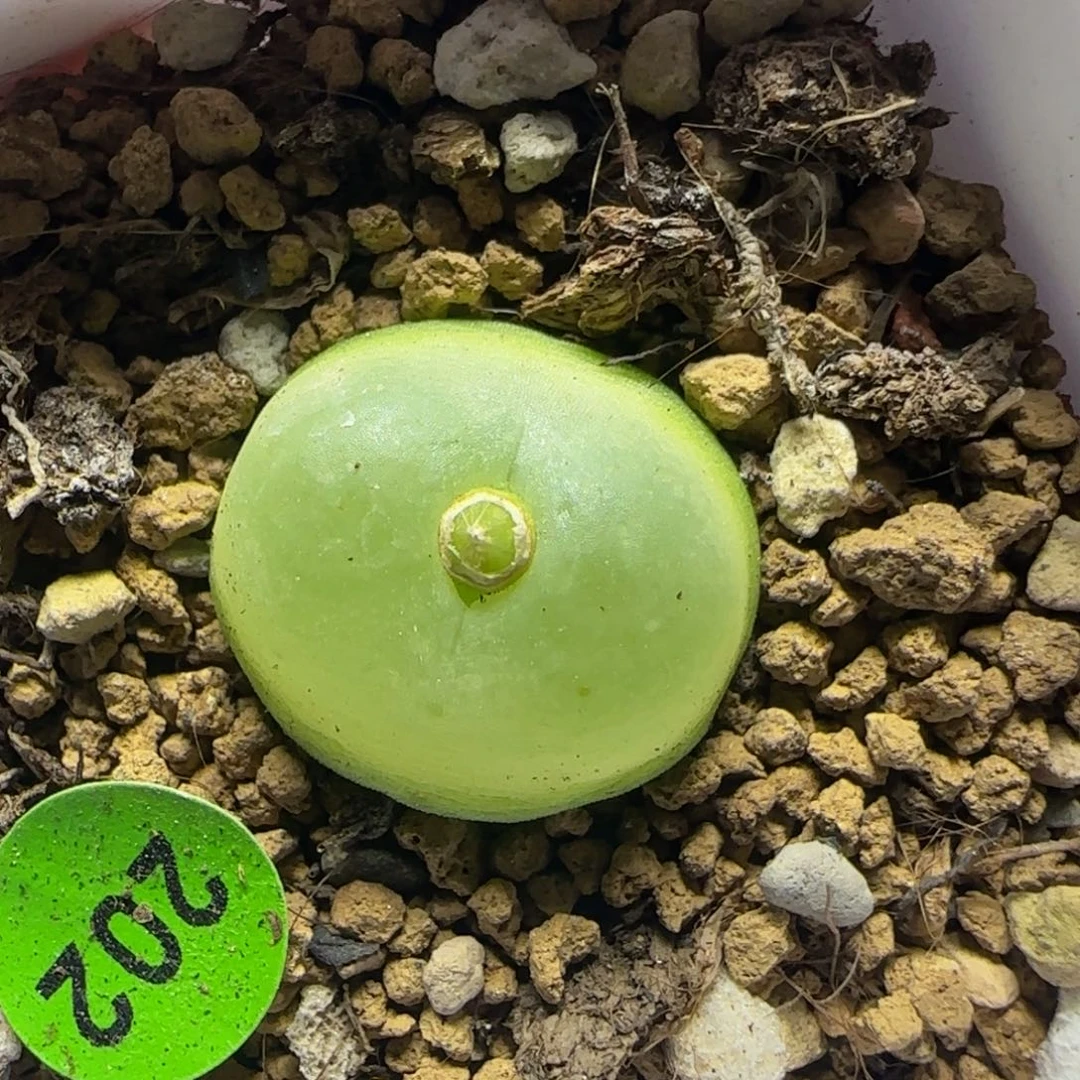 拉登1.7多肉植物202