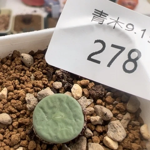 278 好看的多肉冲冲冲