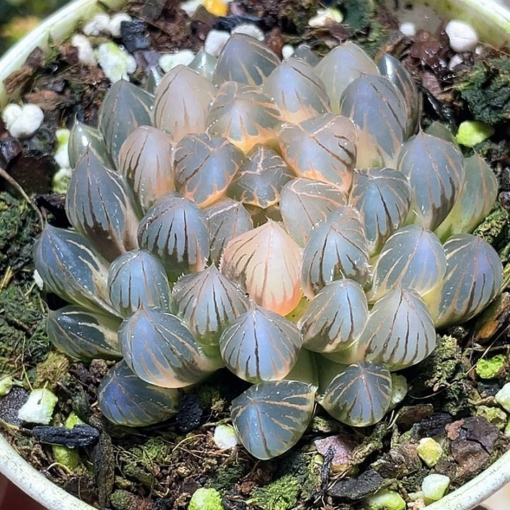 805糊斑霓虹燈歐本