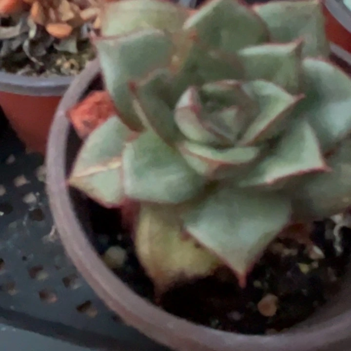*****麒麟座锦多肉植物