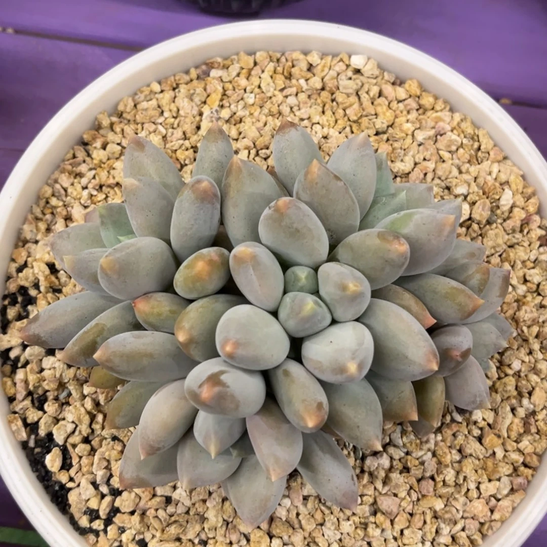 黄胖体哥特一物一拍